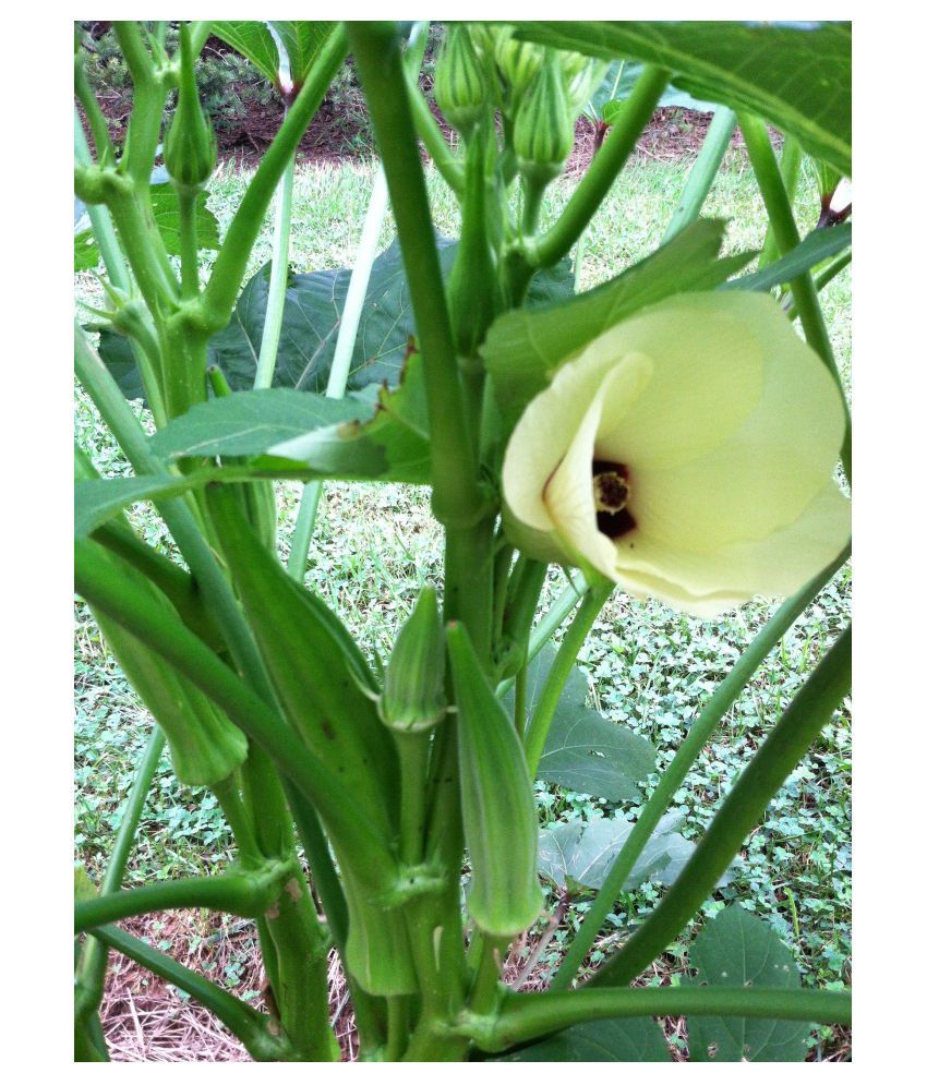 Okra F1 Hybrid Vegetable Seeds (LADIES FINGER) Buy Okra F1 Hybrid