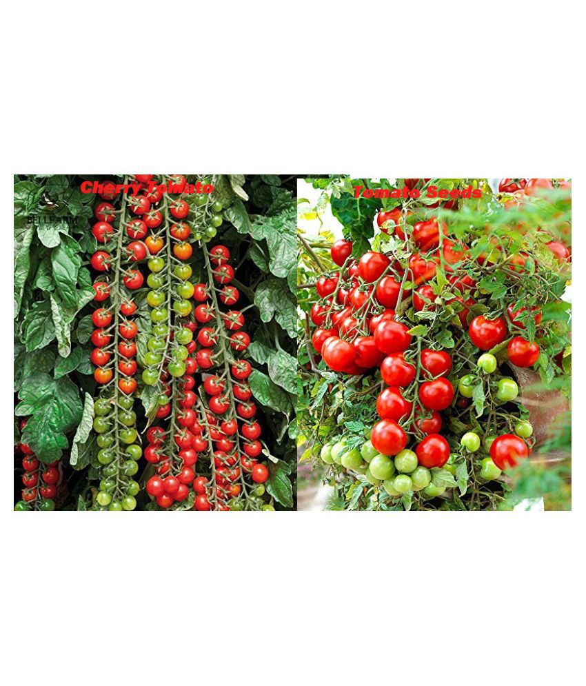    			Cherry Tomato Vs Tomato Seeds Original Vegetable Combo Seeds (25Cherry Vs 50 Tomato)