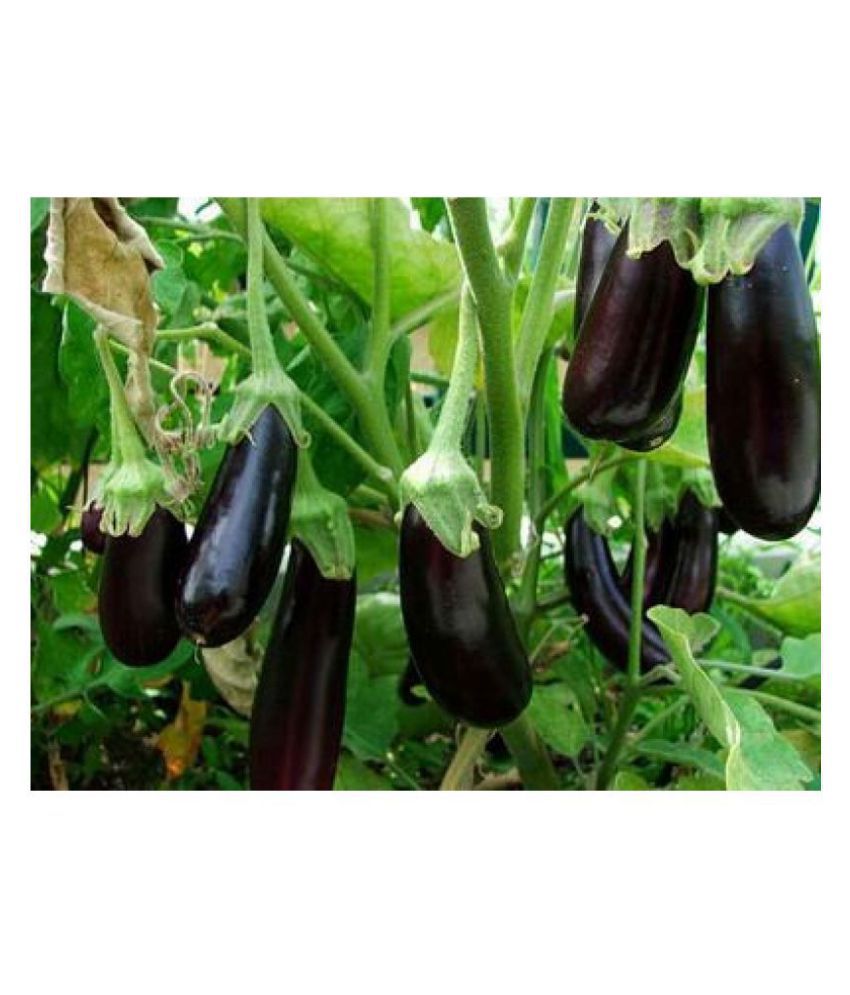    			Trothic Gardens Brinjal Black Beauty Hybrid, 50 Seeds