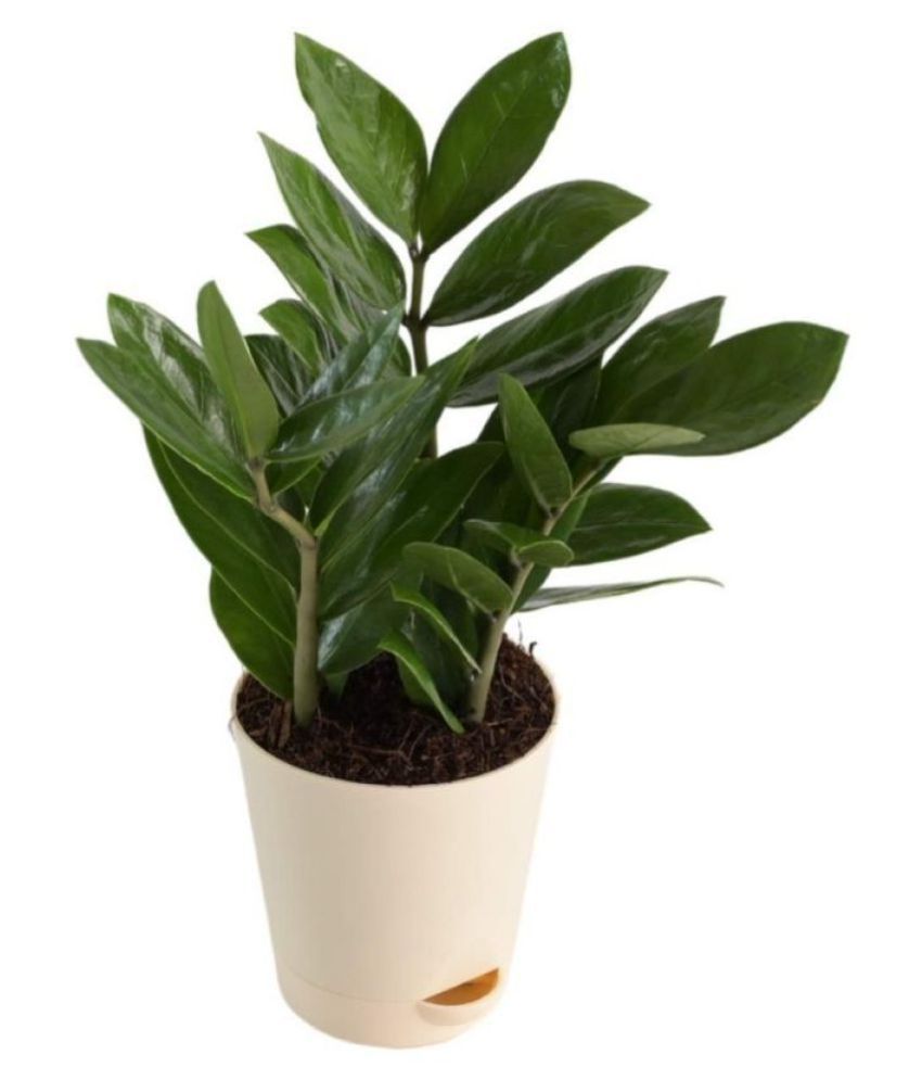 Ugaoo Zamia Zz Indoor Plant with Self Watering Pot - 4 Inch: Buy Ugaoo ...