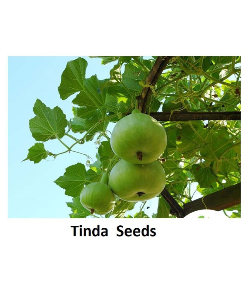     			Indica Tinda Agri PNB-1 Hybrid ( 40 Seeds )