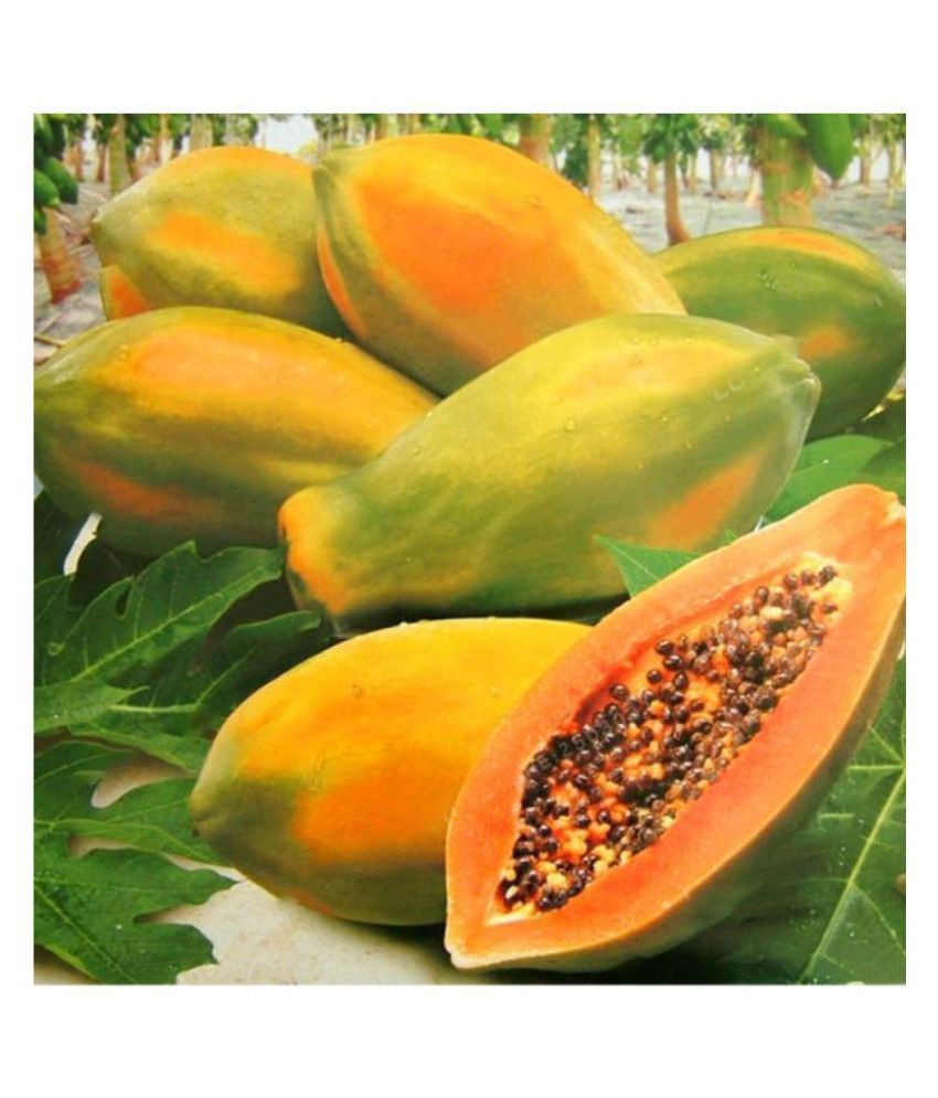     			Recron Seeds Thai Papaya Organic Variety Dwarf Fruit - 50 Seeds