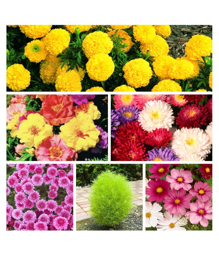     			Flower Seeds, Multicolour, Standard, Pack of 60 seed