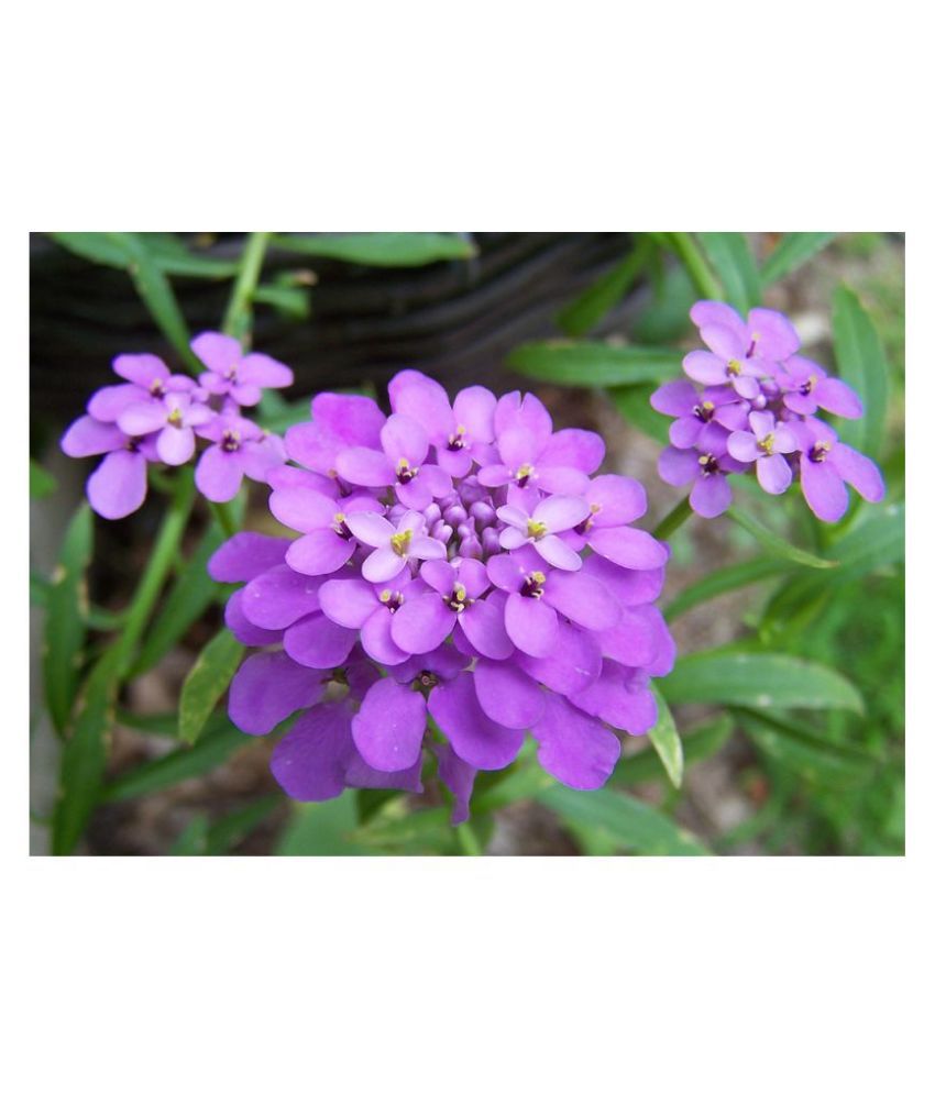     			Candytuft Seeds ( Chandhi taaph ) - Flower Seeds - Pack of 30 Seeds
