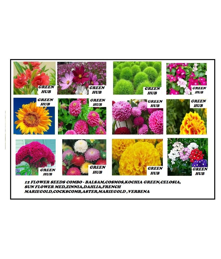     			12 FLOWER SEEDS COMBO PACK APPROX 180 SEEDS 10-10 SEEDS OF EACH ONE WITH FREE COCO PEAT AND MANUAL