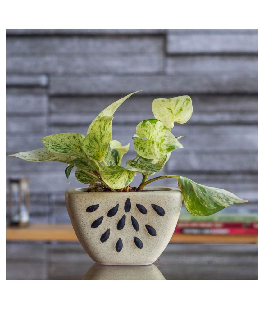    			Ugaoo Watermelon Ceramic Planter - Bare Beige