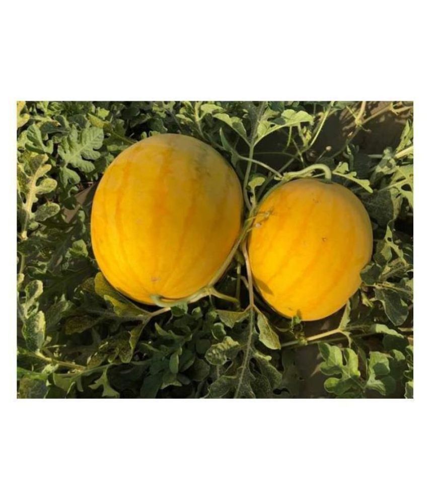 Iris Hybrid Fruit Seeds Melon with Instruction Manual Buy Iris Hybrid