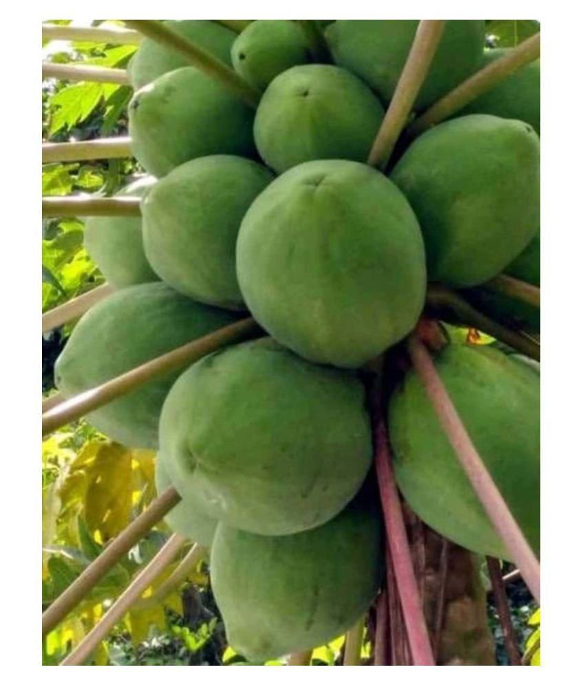 Papaya, Papita Honey Dew Fruit Pack of 50 Seeds Buy Papaya, Papita