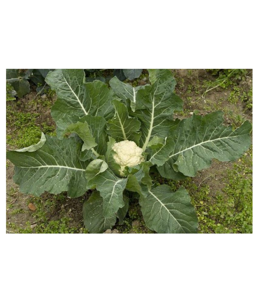     			Vegetable Seeds Cauliflower F1 Hybrid (Gobhi )pack of 100 seeds
