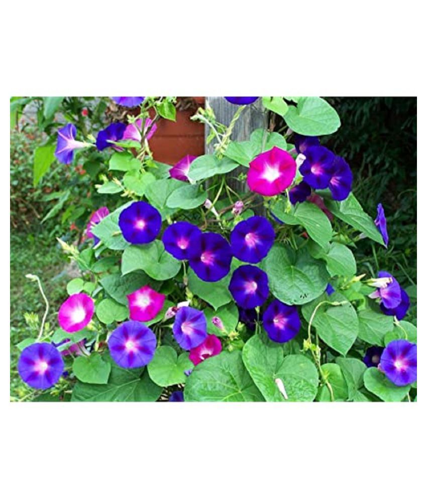     			Iphomia flower seeds 20 seeds for home gardening with cocopeat