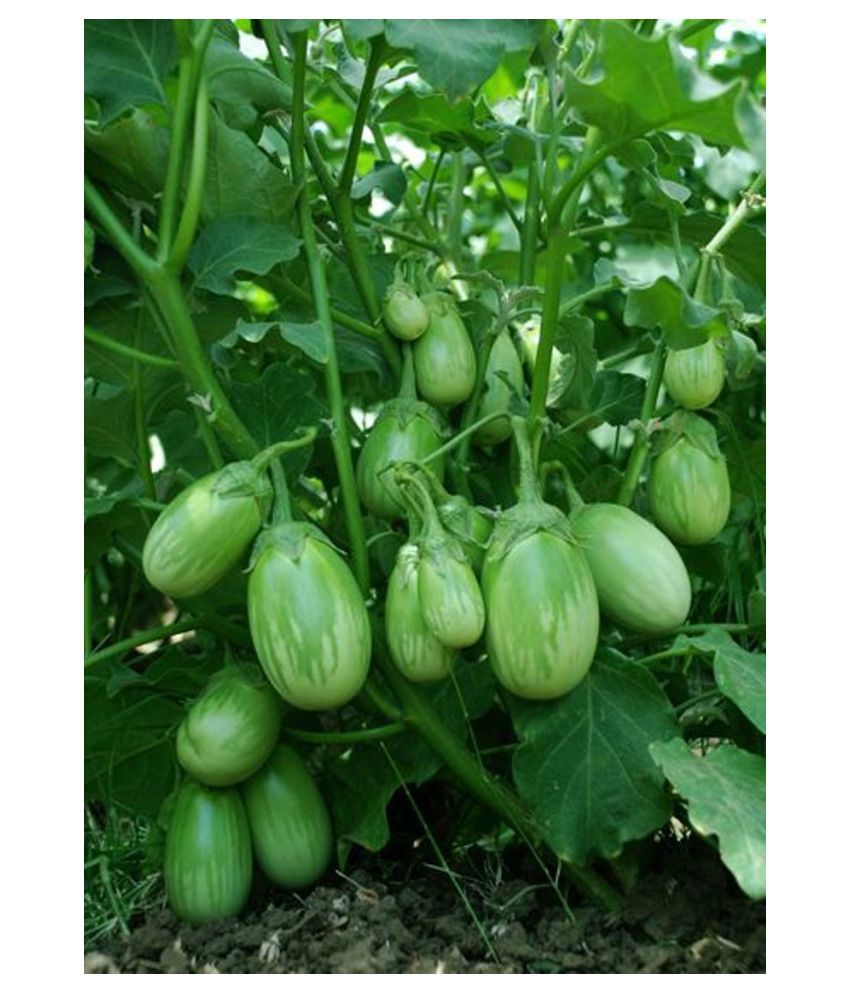     			Brinjal Seeds Green Baingan Bataun F1 Hybrid 50 Seeds Vegetables