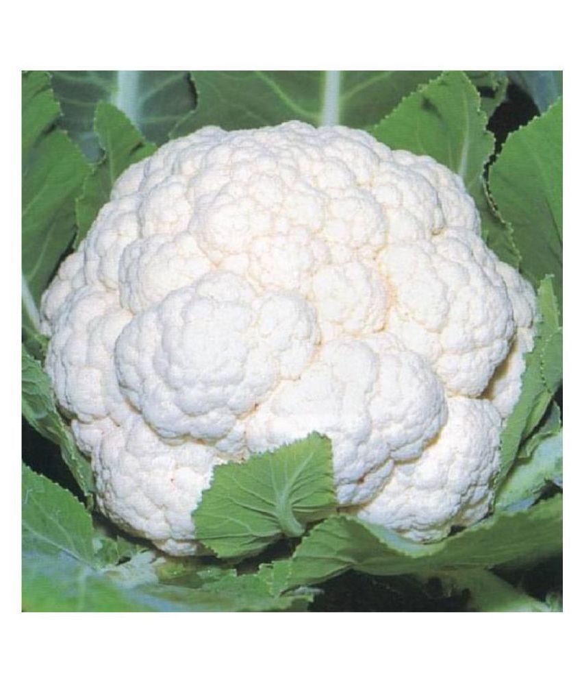     			Cauliflower Desi Seeds Phool Gobhee Phool Gobhi Vegetables 100 Seeds (Nod)