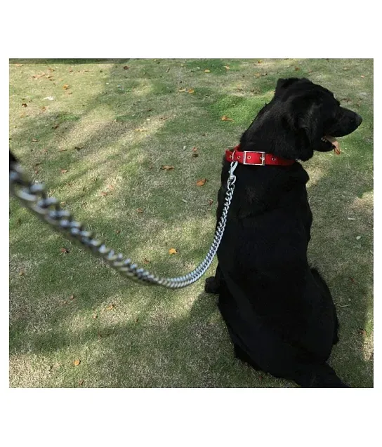 Dog Collars: Buy Dog Neck Belts at Best Price in India