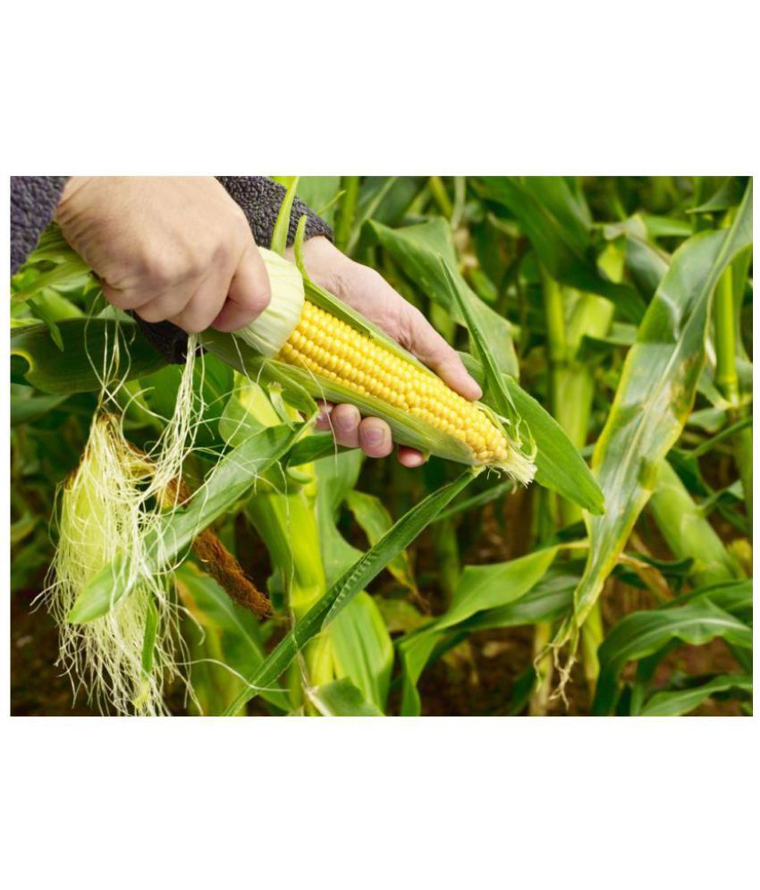     			Corn plant seeds for home gardening 50 seeds