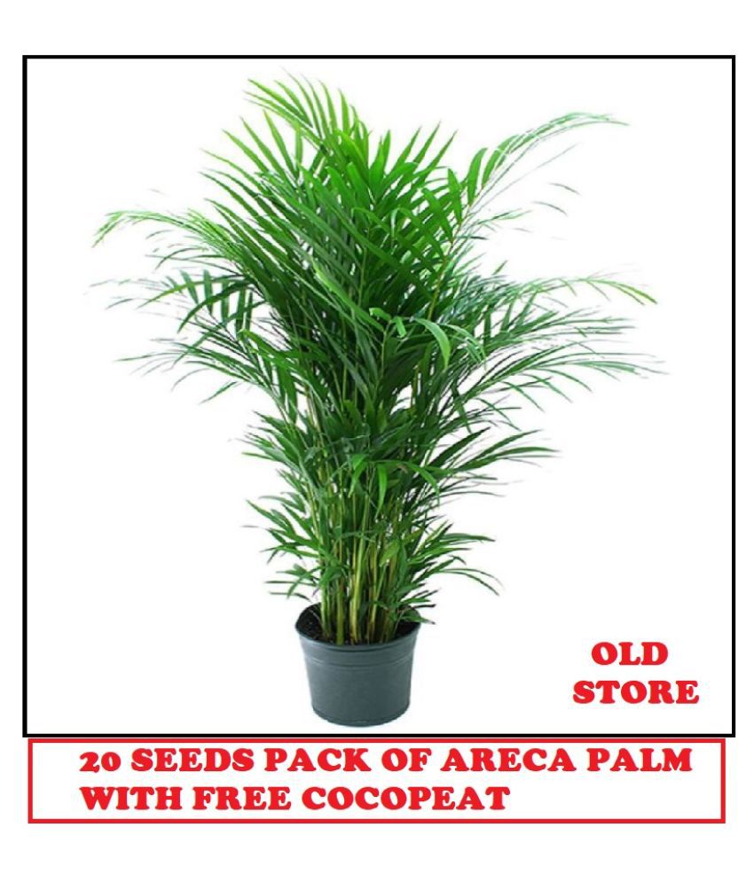     			ARECA PALM PLANT 20 SEEDS PACK FOR HOME GARDENING USE INDOOR OUTDOOR WITH FREE COCO PEAT COMBO PACK WITH USER MANUAL