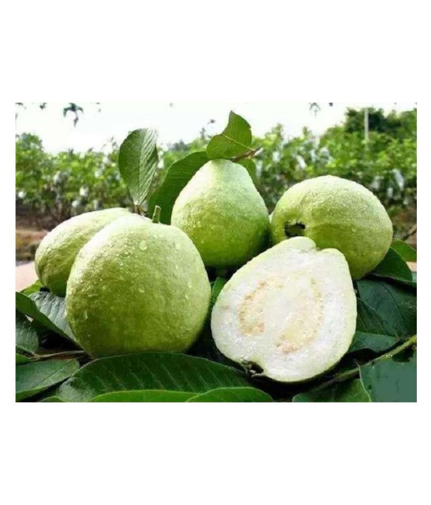     			Golden Hill guava seeds for home gardening