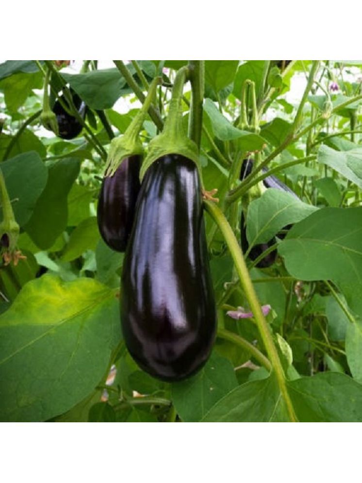     			Jignisha Seeds Hybrid Black Brinjal Vegetable ( 50 Seeds )