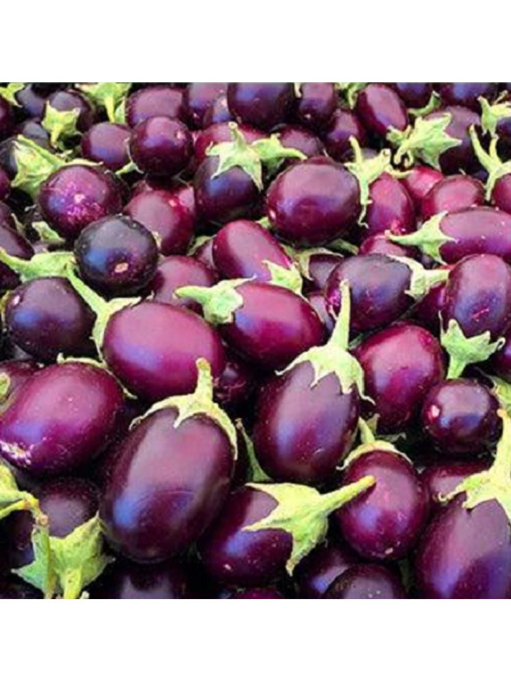     			Jignisha Seeds Hybrid Brinjal Vegetable ( 50 Seeds )