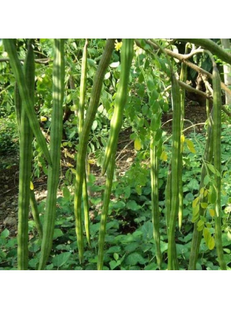     			Jignisha Seeds Organic Moringa (Drumstick) Vegetable ( 15 Seeds )