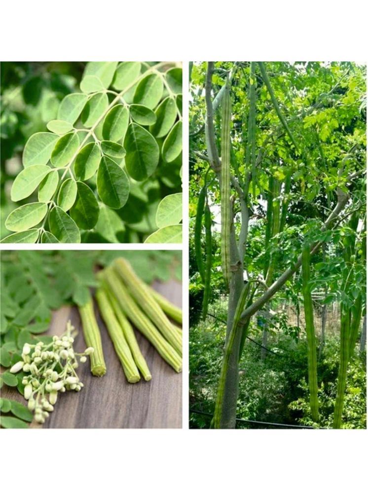     			Jignisha Seeds Organic Moringa (Drumstick) Vegetable ( 15 Seeds )