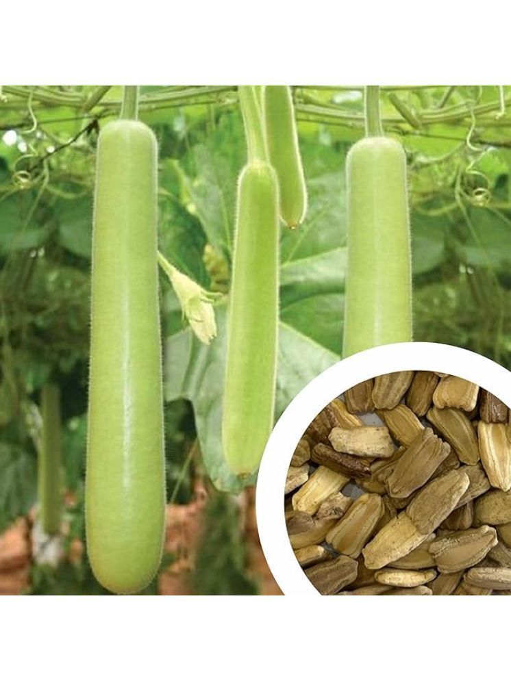     			Aero Seeds Bottle Gourd Vegetable ( 500 Seeds )