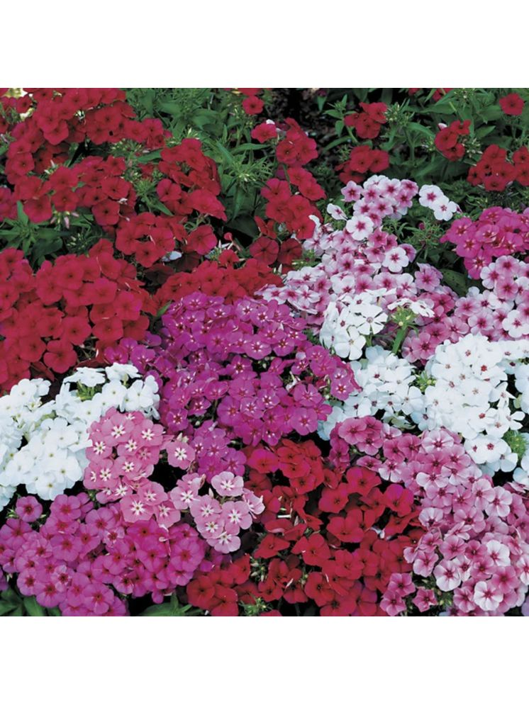     			PARTHVA SEEDS Verbena Flower ( 40 Seeds )