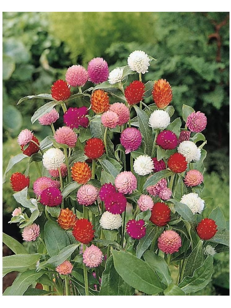     			PARTHVA SEEDS Gomphrena Flower ( 40 Seeds )