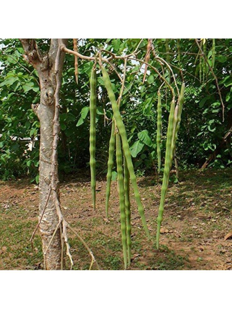     			Jignisha Seeds Hybrid Moringa (Drumstick) Vegetable ( 20 Seeds )