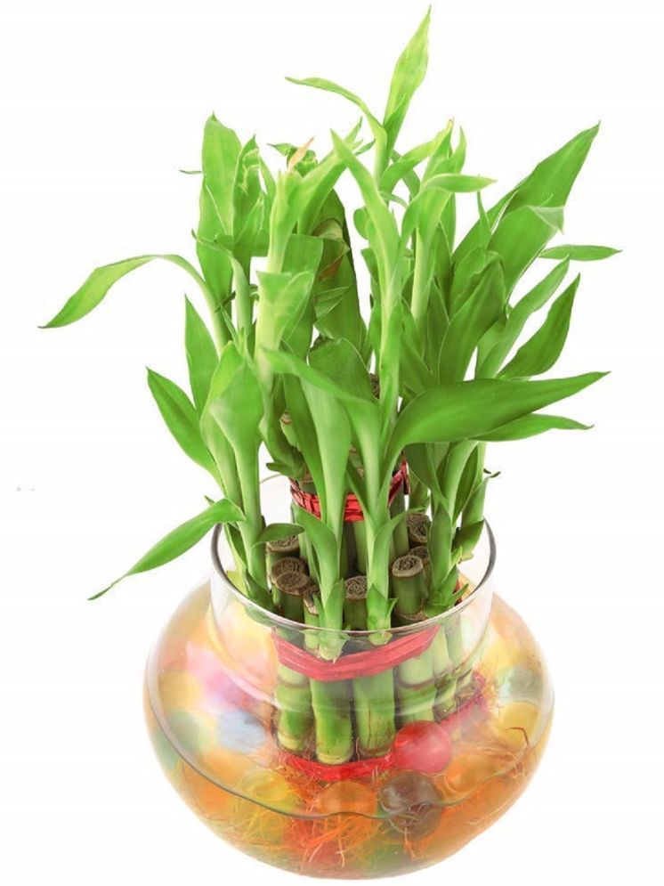     			Green plant indoor Indoor Bamboo Plant ( Pack of 1 )