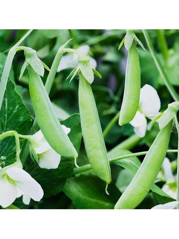     			Jignisha Seeds Green Pea Vegetable ( 30 Seeds )