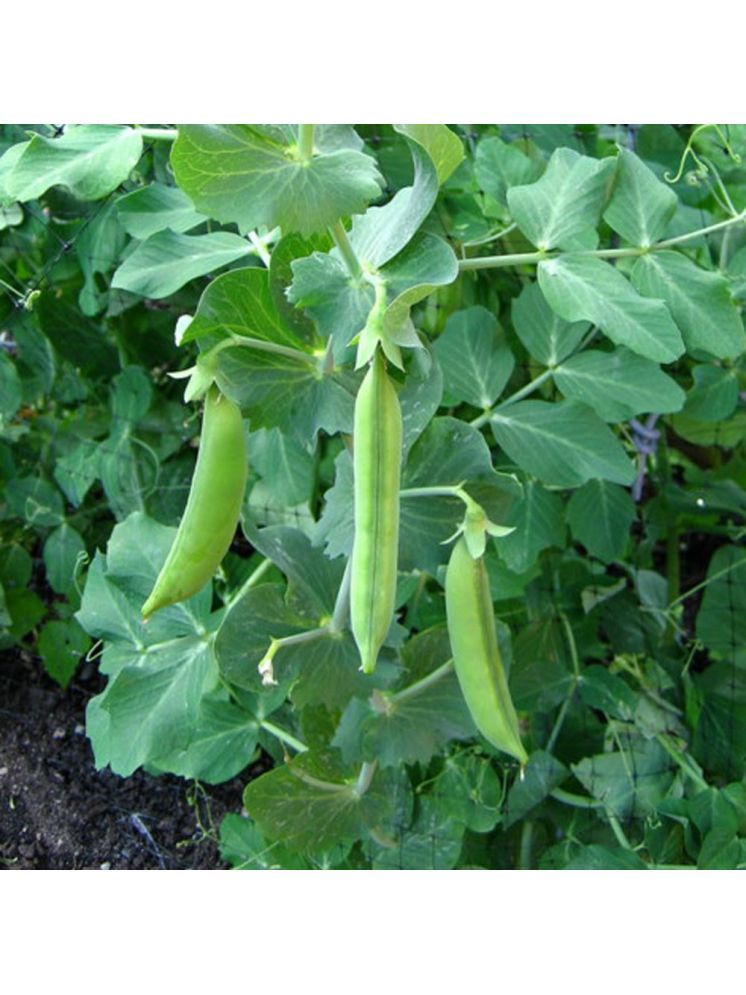     			Jignisha Seeds Green Pea Vegetable ( 30 Seeds )