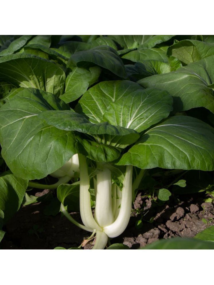     			Jignisha Seeds Hybrid Bok Choy Vegetable ( 100 Seeds )