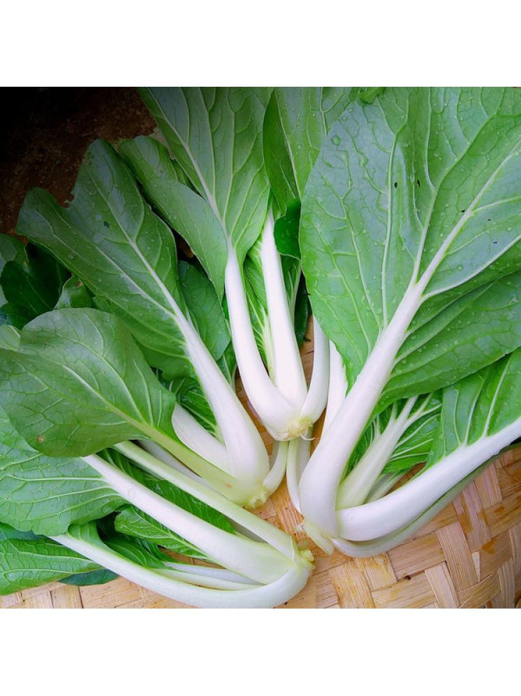     			Jignisha Seeds Hybrid Chinese Cabbage Vegetable ( 100 Seeds )