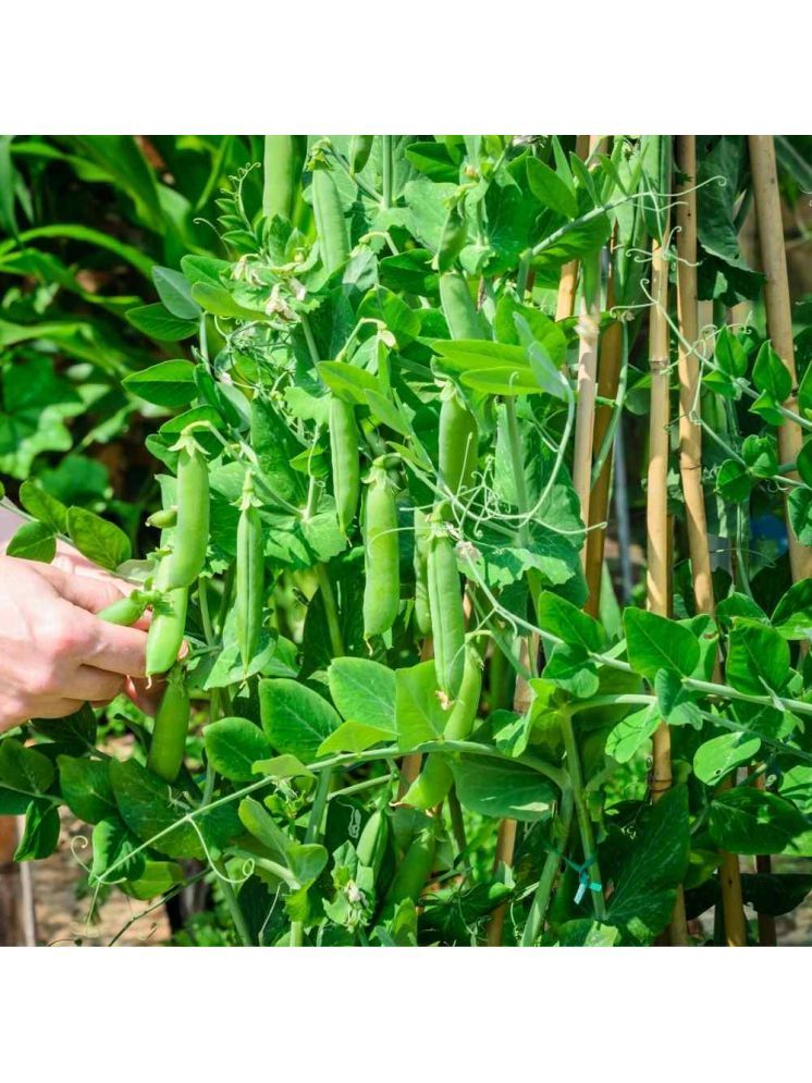     			Jignisha Seeds Hybrid Green Pea Vegetable ( 30 Seeds )