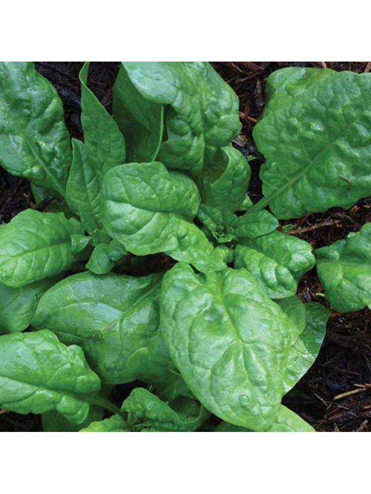     			Jignisha Seeds Hybrid Spinach Vegetable ( 200 Seeds )