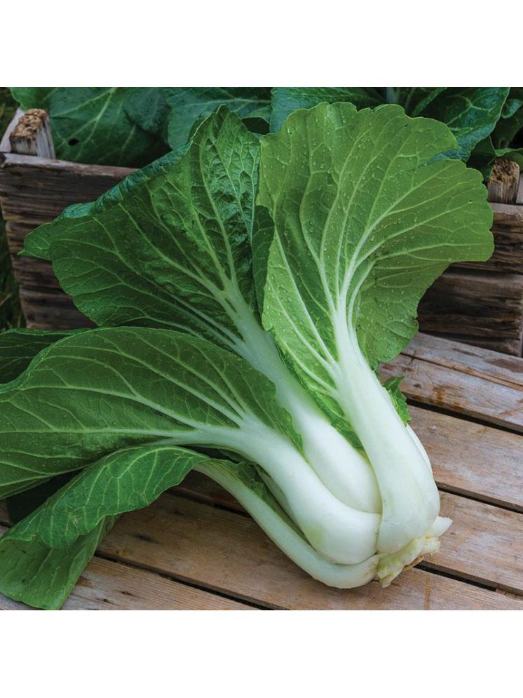     			Jignisha Seeds Organic Bok Choy Vegetable ( 100 Seeds )