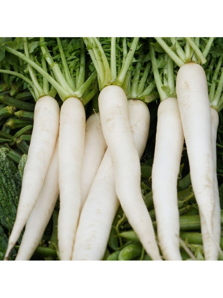     			Jignisha Seeds Organic White Radish Vegetable ( 500 Seeds )