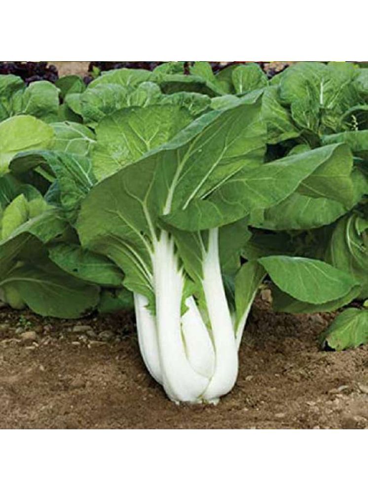     			Jignisha Seeds Pak Choi Vegetable ( 100 Seeds )