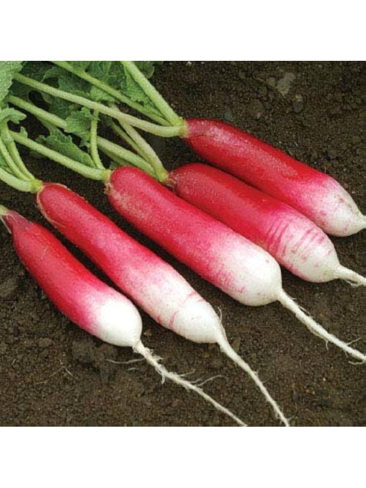     			Jignisha Seeds Red Radish Vegetable ( 50 Seeds )