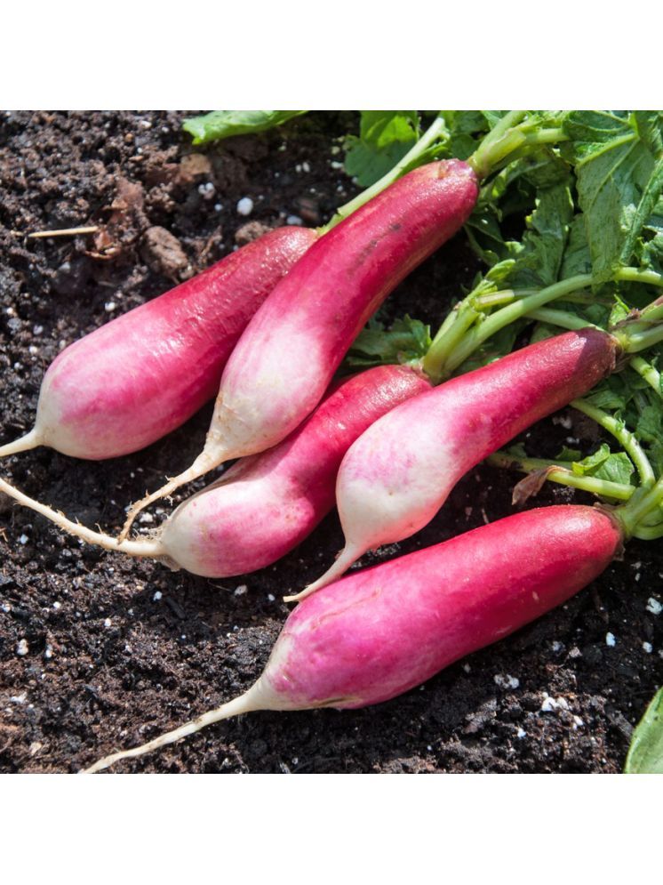     			Jignisha Seeds Red Radish Vegetable ( 50 Seeds )