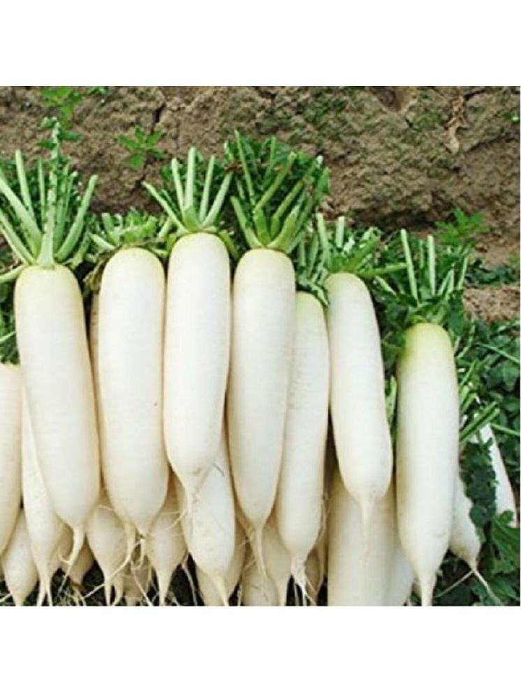     			Jignisha Seeds White Radish Vegetable ( 500 Seeds )