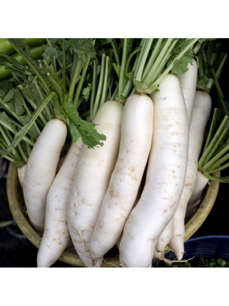     			Jignisha Seeds White Radish Vegetable ( 500 Seeds )