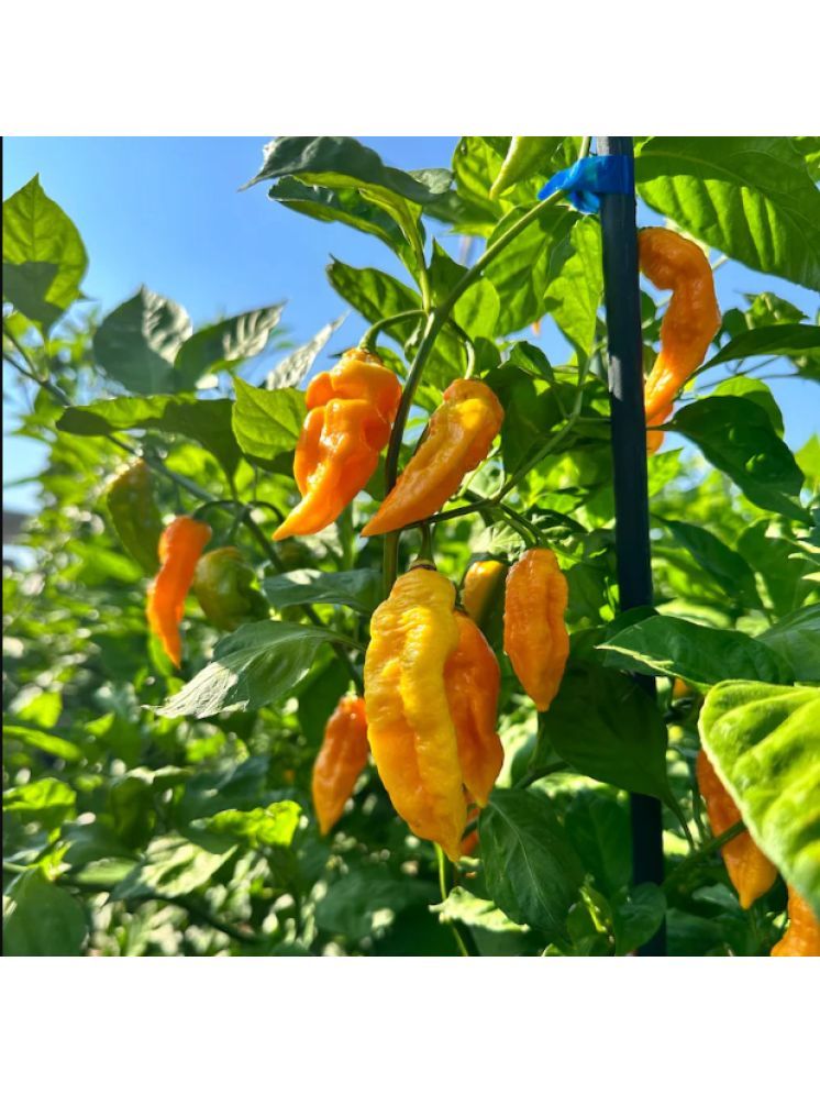     			Jignisha Seeds Bhut Jolokia Chilli Vegetable ( 30 Seeds )