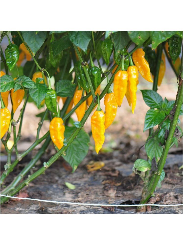     			Jignisha Seeds Bhut Jolokia Chilli Vegetable ( 30 Seeds )