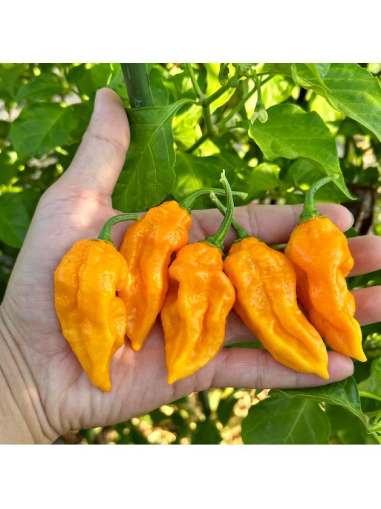     			Jignisha Seeds Bhut Jolokia Chilli Vegetable ( 30 Seeds )