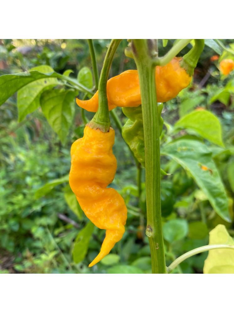     			Jignisha Seeds Hybrid Bhut Jolokia Chilli Vegetable ( 30 Seeds )