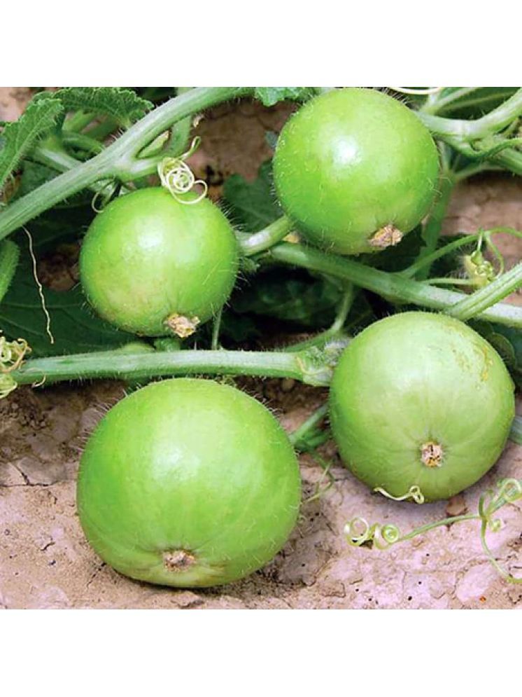     			Jignisha Seeds Hybrid Indian Round Gourd Vegetable ( 50 Seeds )