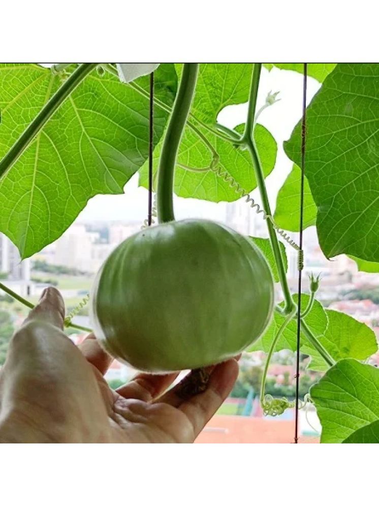     			Jignisha Seeds Hybrid Indian Round Gourd Vegetable ( 50 Seeds )