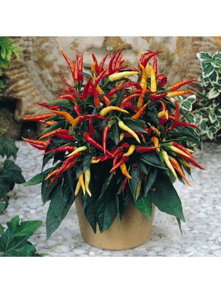     			Jignisha Seeds Hybrid Ornamental Chilli Vegetable ( 50 Seeds )