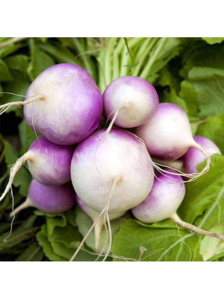     			Jignisha Seeds Hybrid Turnip Purple Top Vegetable ( 50 Seeds )